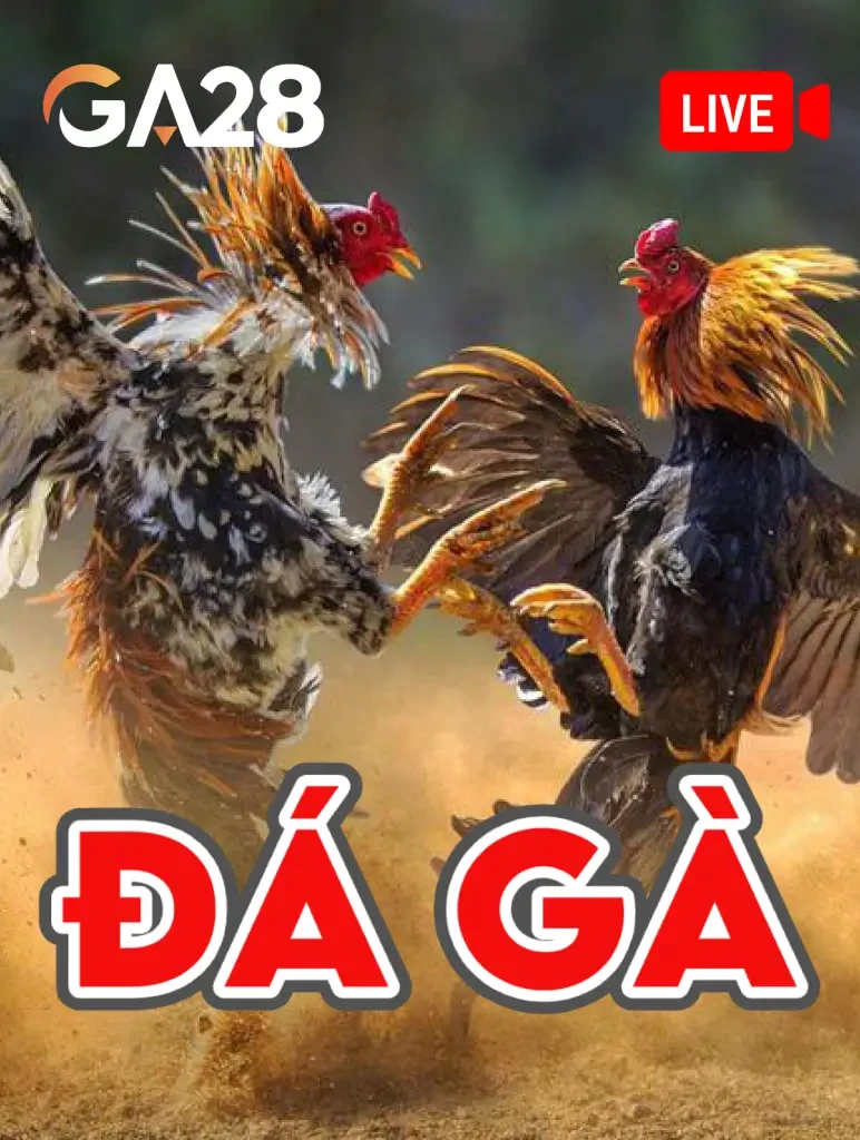 Home ĐÁ GÀ